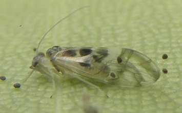 Psocoptera